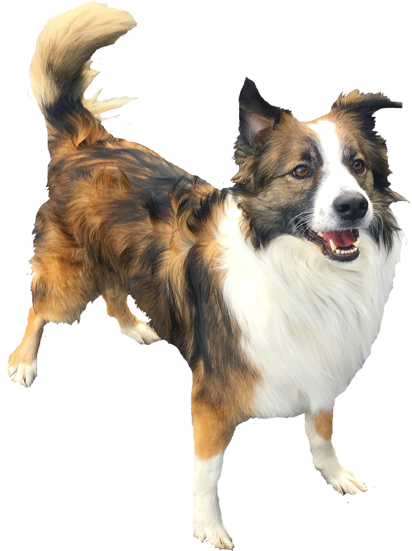 Dog Catches Something , Png Download - Companion Dog Clipart (1326x1774), Png Download