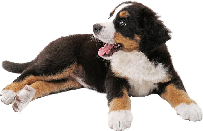 Looking Forward To Meeting You And Your Pooch - Transparent Bernese Mountain Dog Clipart (700x452), Png Download