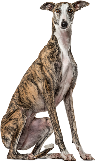 Productanimals Layout Dog Transparent - Galgo Sitting Clipart (636x636), Png Download