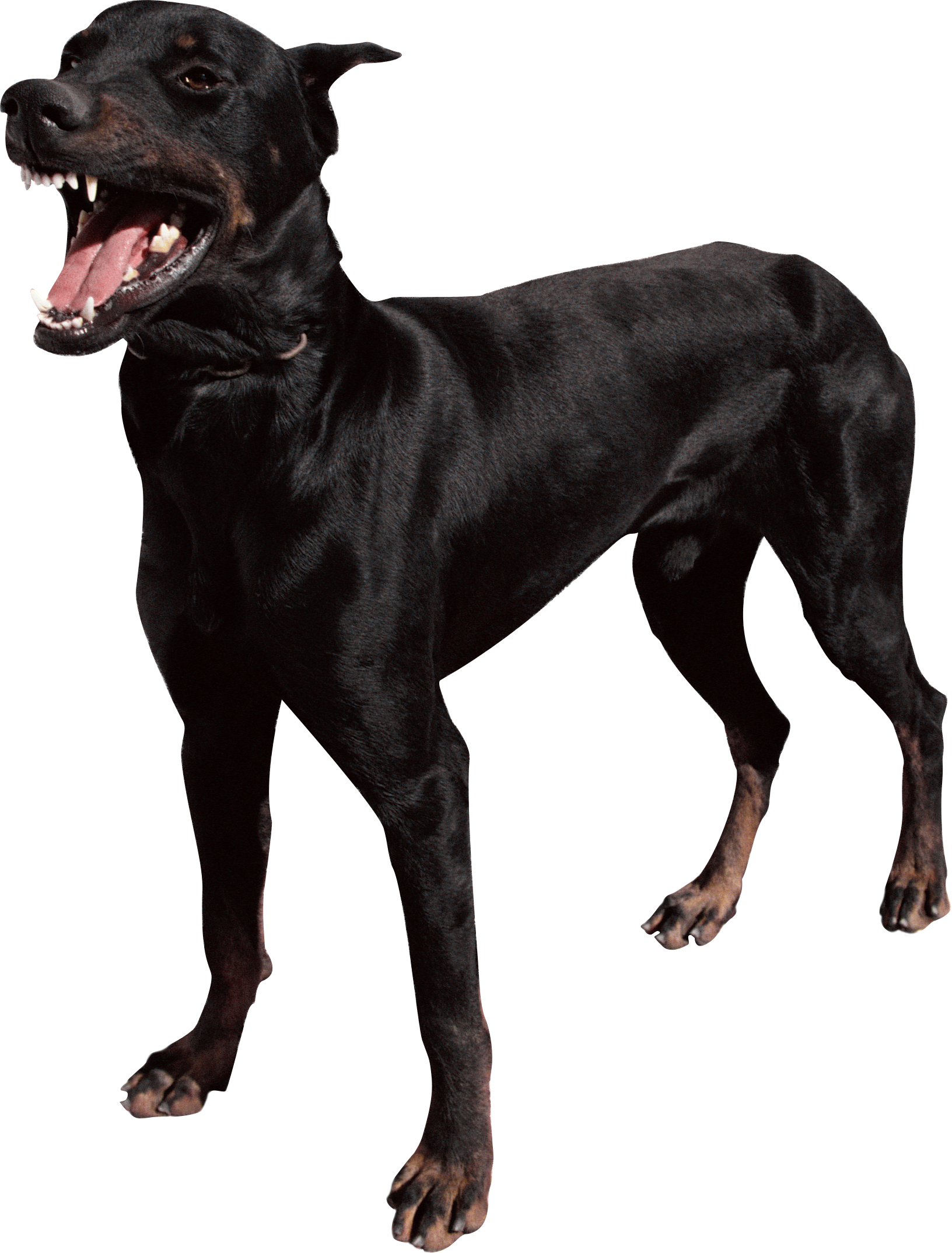 Dog Png - Beware Of Dog Sign Doberman Clipart (1632x2148), Png Download