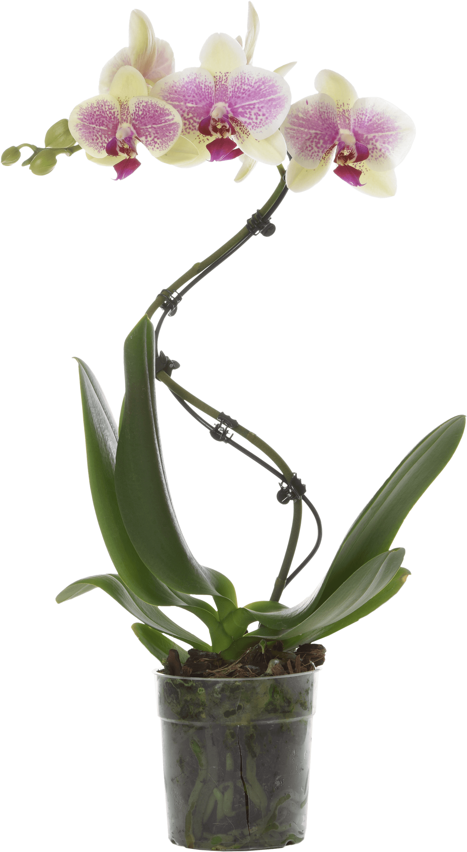 Moth Orchid Clipart (2362x2981), Png Download
