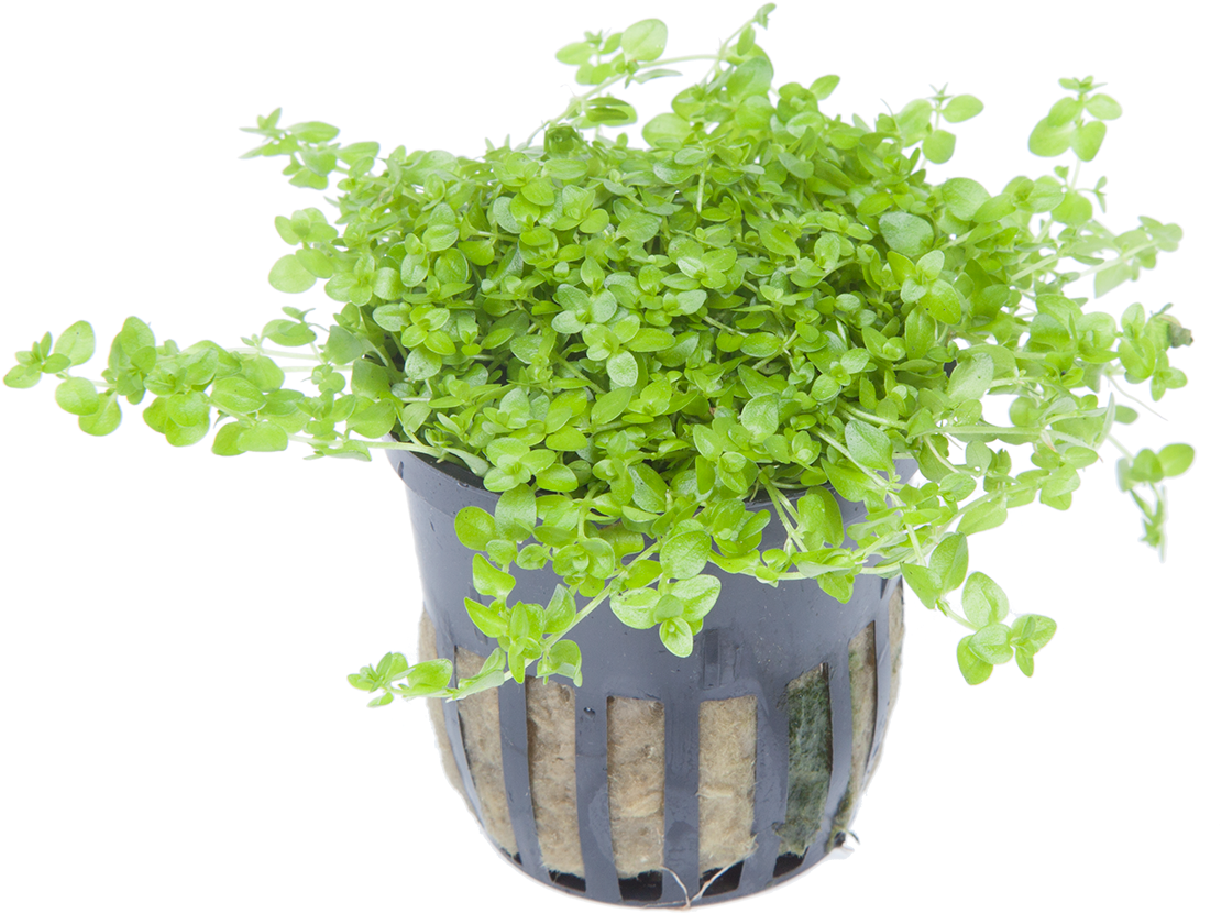 The Most Demanding Plants - Micranthemum Micranthemoides Ebay Clipart (1411x940), Png Download