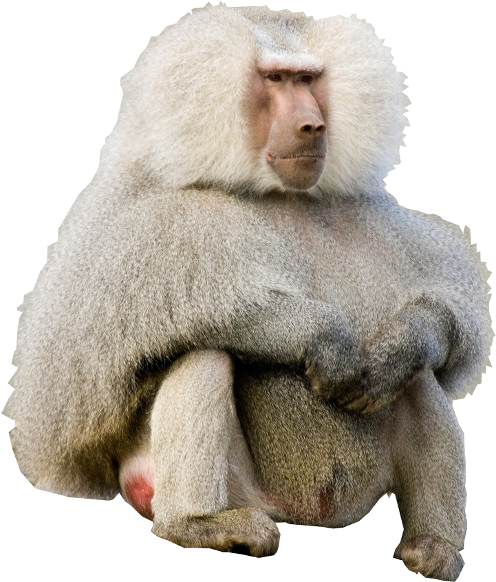 Cutout - Kim Kardashian Vs Baboon Clipart (982x1024), Png Download