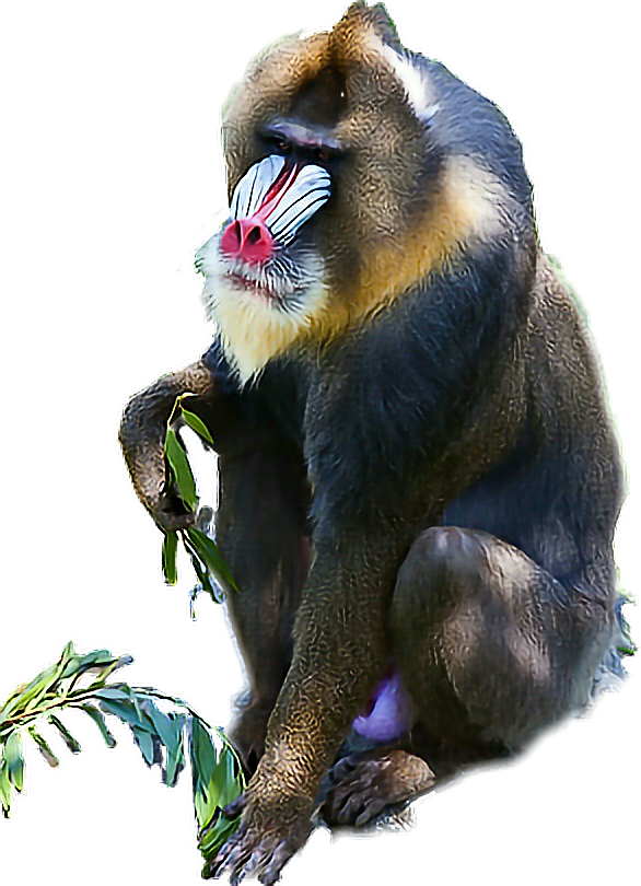 Baboon Sticker - Mandrill Clipart (586x810), Png Download