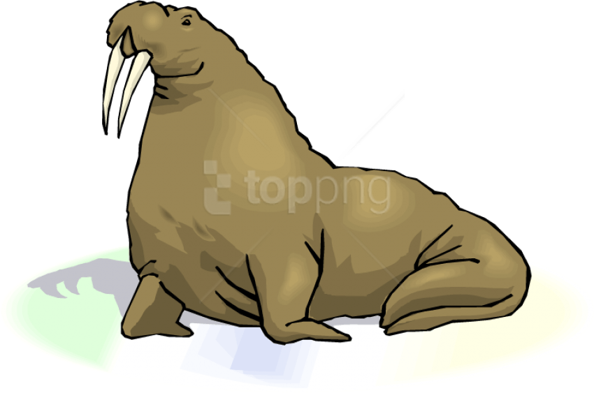 Free Png Download Walrus Transparent Images Png Png - Transparent Background Walrus Clipart (850x563), Png Download