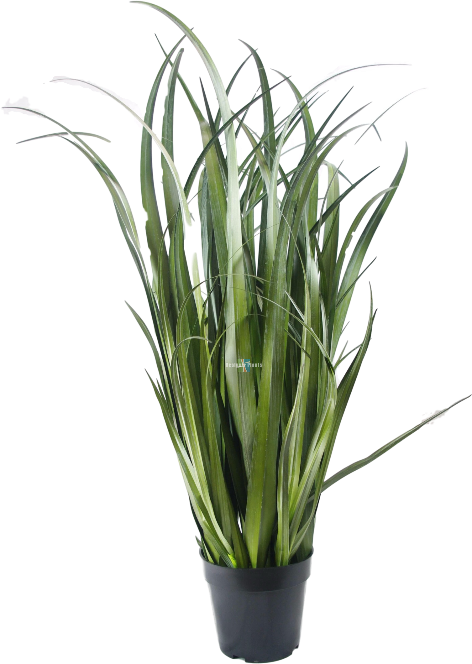 Sweet Grass Clipart (1506x2119), Png Download