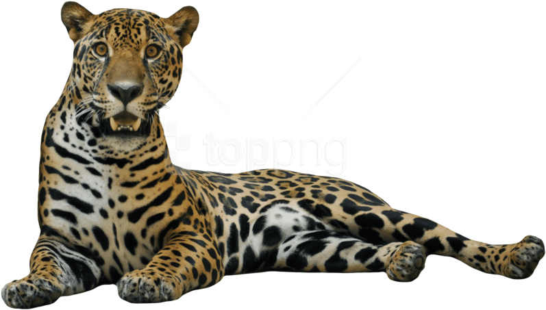 Jaguar Cat Png Clipart (850x491), Png Download