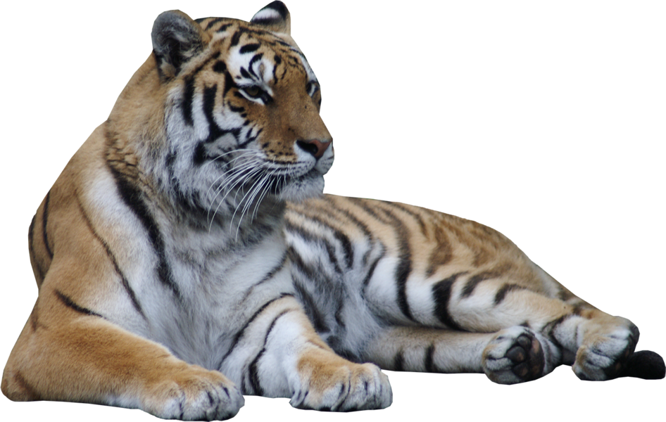 Tiger Laying Down Png Clipart - Large Size Png Image - PikPng.