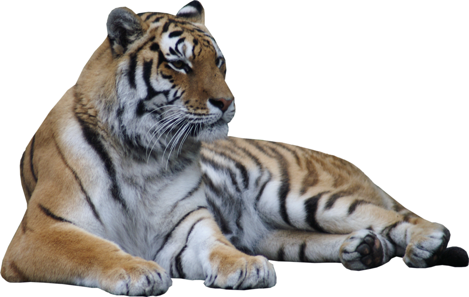 Tiger Laying Down Png Clipart (946x600), Png Download