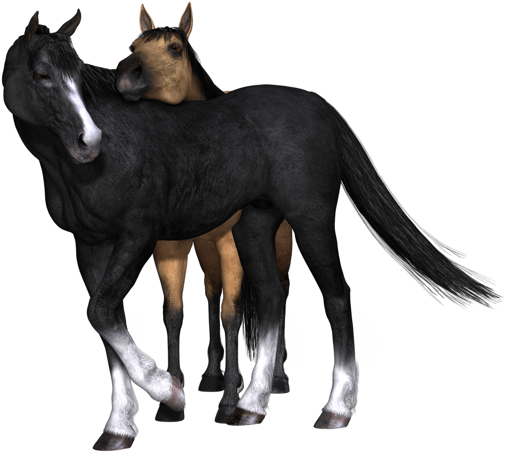 Horses Black Horse Looking Back - Breyer Horse Strapless Hunter Clipart (1280x960), Png Download