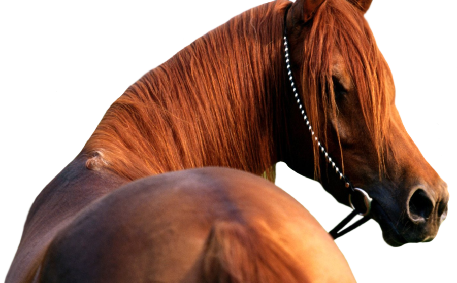 Download - Beautiful Horse Clipart (900x558), Png Download