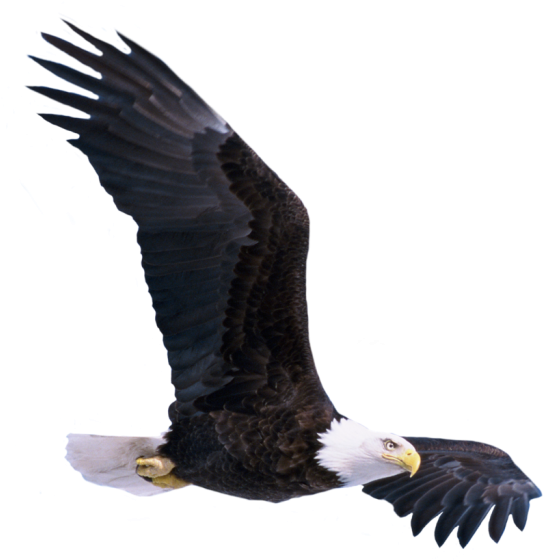 Eagle Png - Flying Eagle Png Clipart (700x647), Png Download