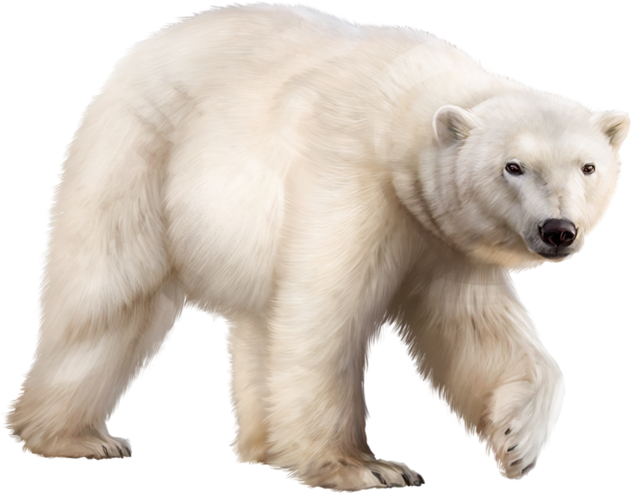 Ours Polaire Bear Clipart, Animal Wallpaper, Polar - Ours Polaire Png Transparent Png (699x546), Png Download