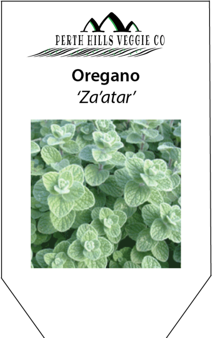 Peppermint Drawing Oregano - Origanum Syriacum Clipart (690x690), Png Download