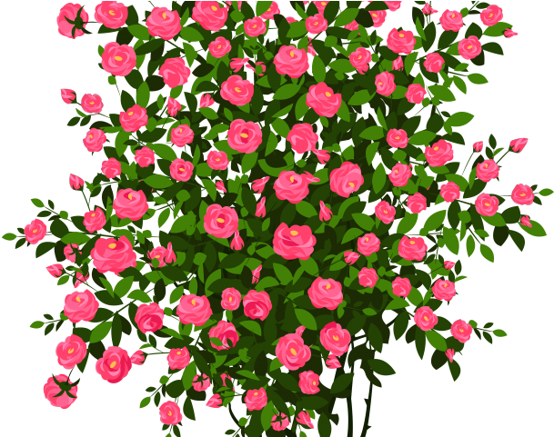 Drawn Rose Bush Berry - Rose Bush Png Clipart (640x480), Png Download
