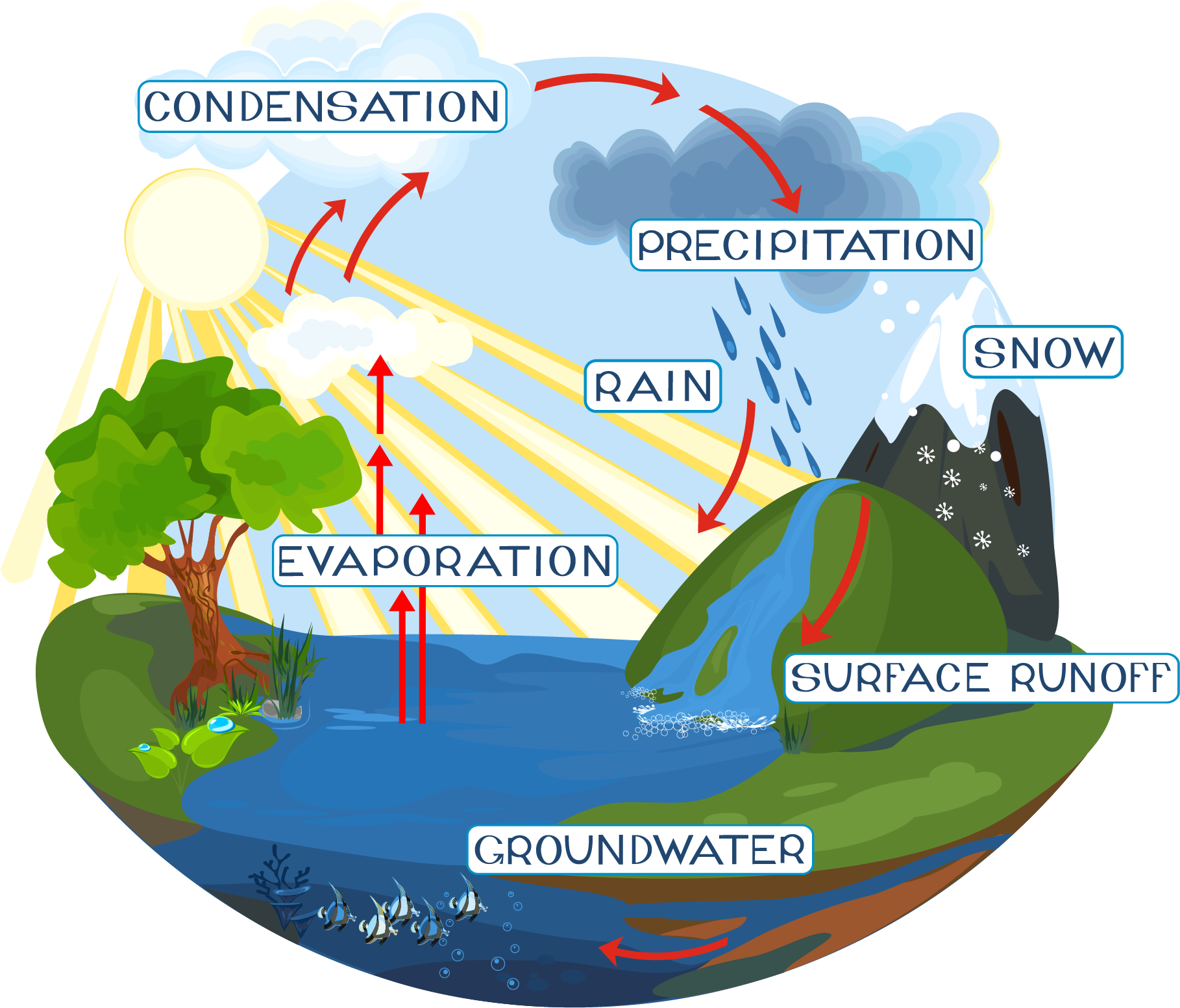 The Water Cycle | bulb