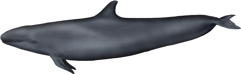 False Killer Whale - Falsa Orca Png Clipart (800x400), Png Download
