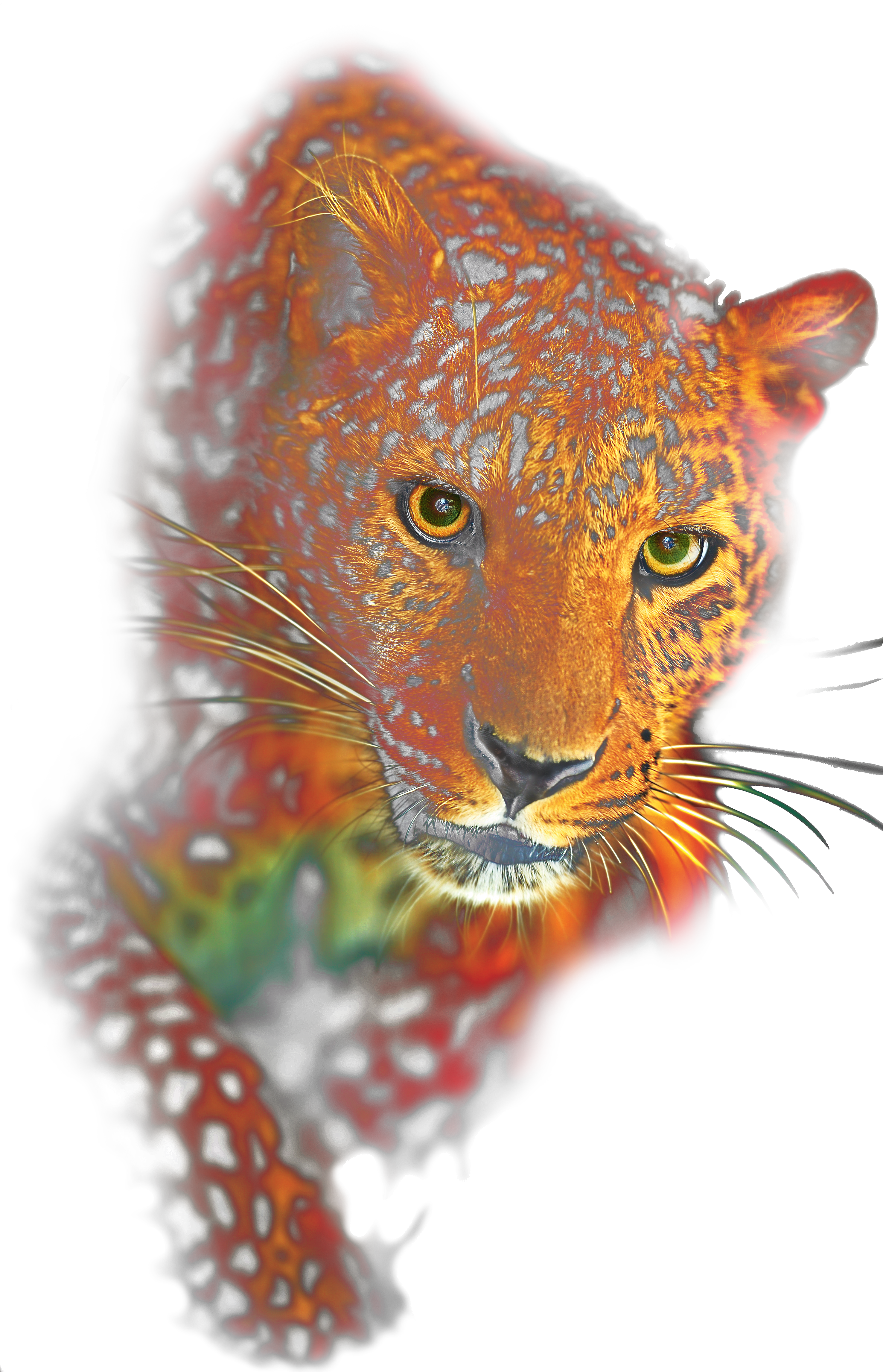 Leopard Png - African Leopard Clipart (2952x4584), Png Download