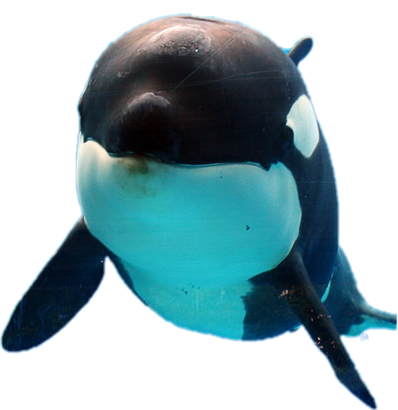 Orca Sticker - Killer Whale Clipart (575x593), Png Download