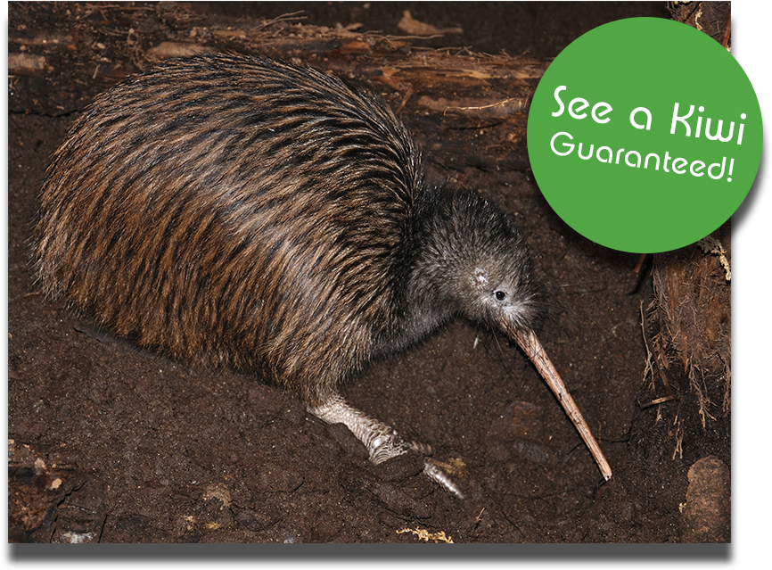 Follows Eel Feeding - Kiwi Clipart (884x692), Png Download