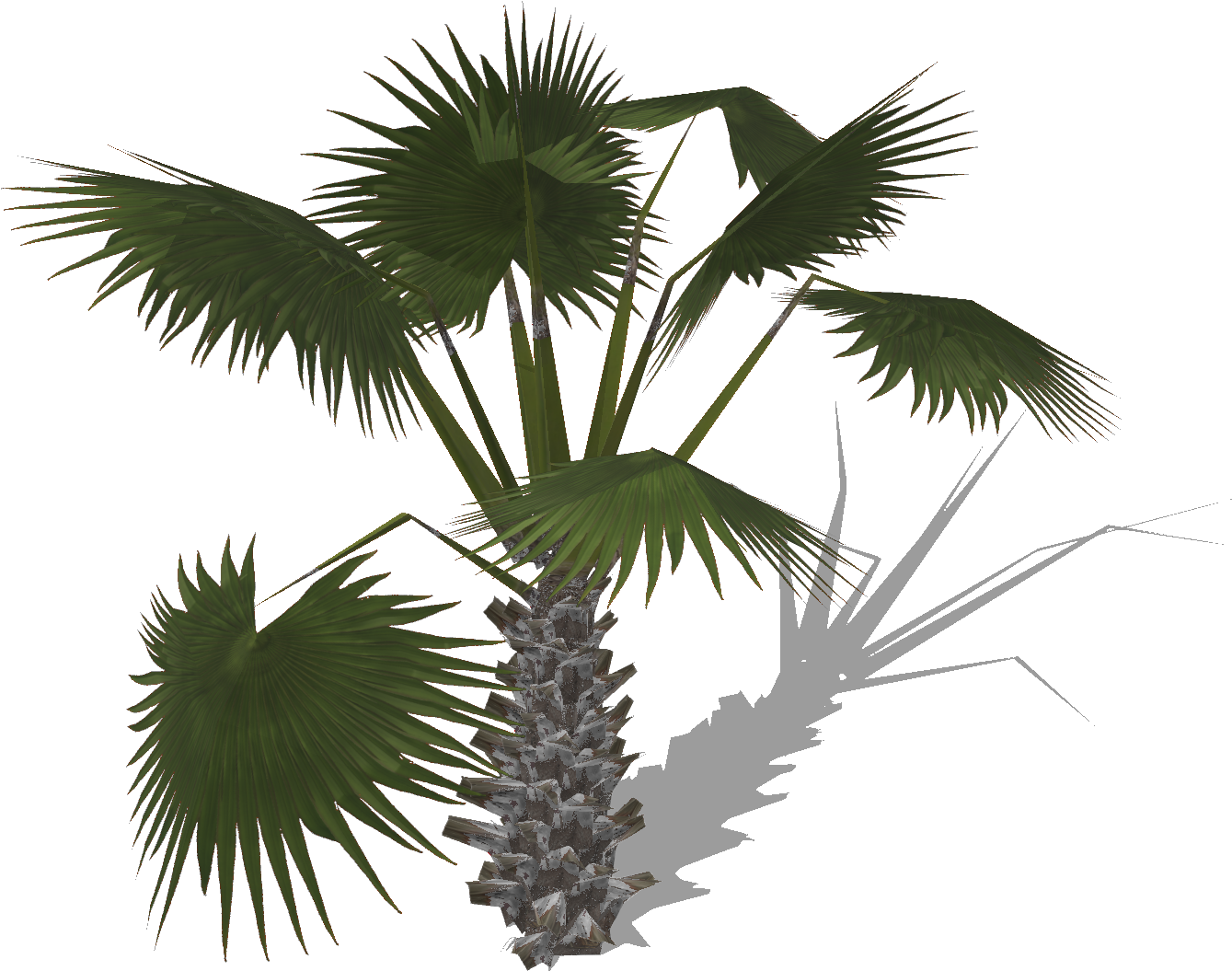 Palmtree - Borassus Flabellifer Clipart (1380x1056), Png Download