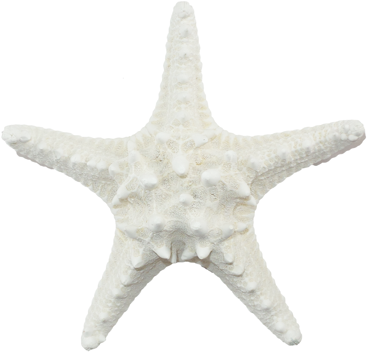 White Armoured Starfish - White Sea Star Png Clipart (1280x1250), Png Download