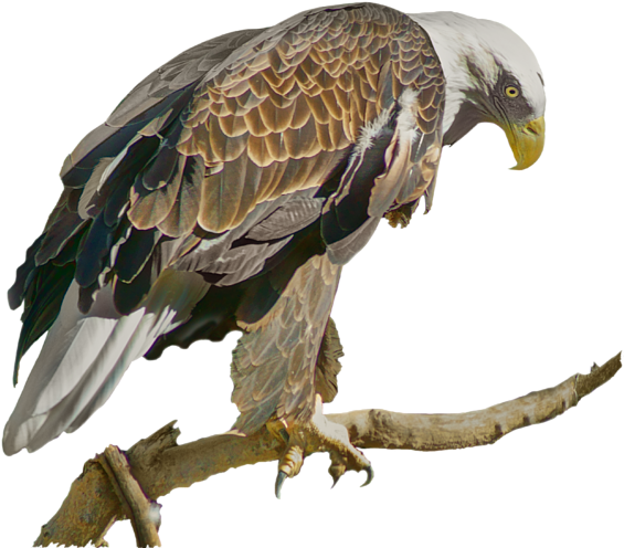 Click And Drag To Re-position The Image, If Desired - Hawk Clipart (600x600), Png Download