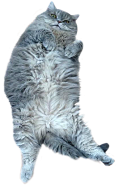 #cute #gray #cat #pet #belly #fluffy #animal #sticker - British Longhair Clipart (537x685), Png Download