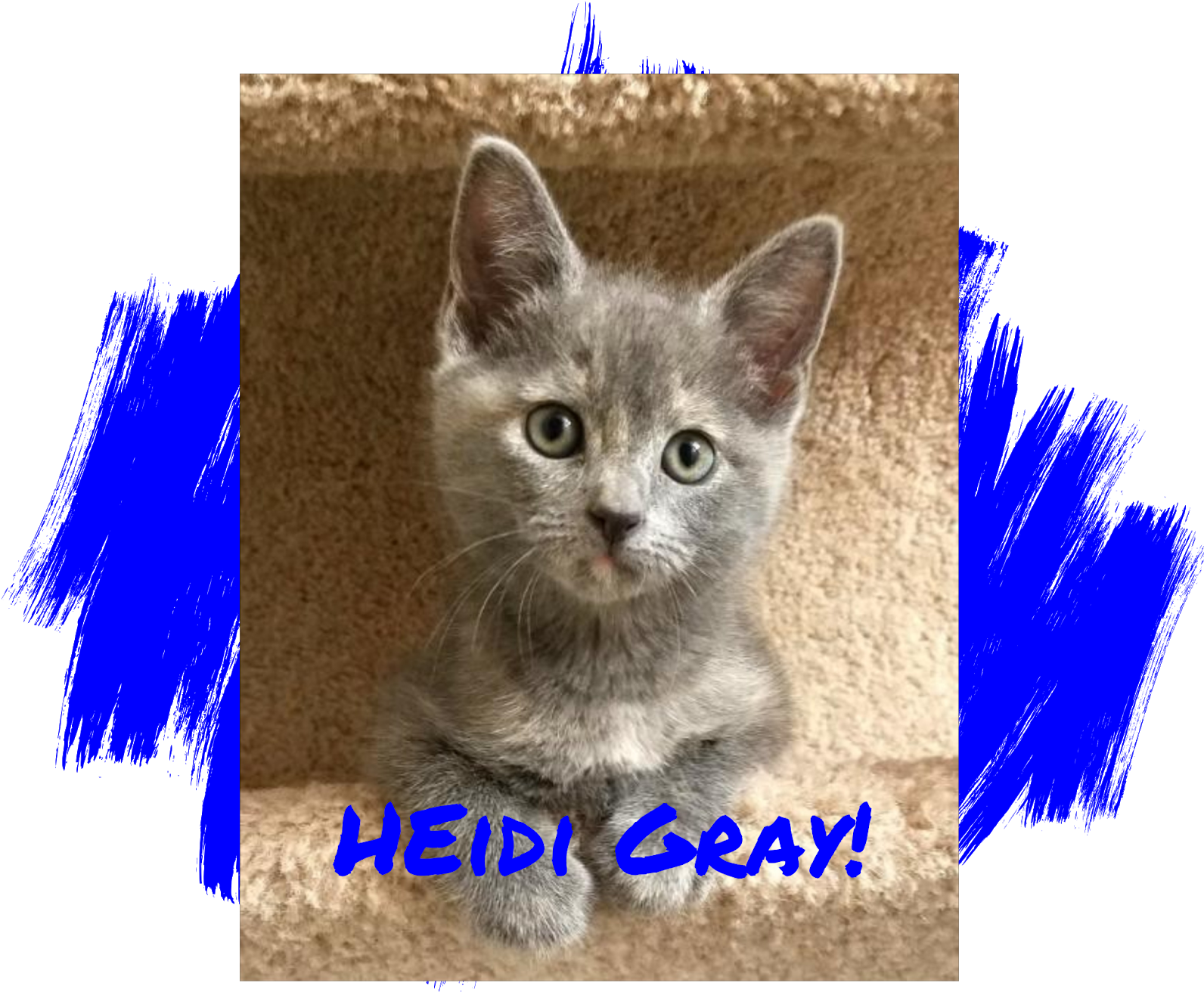 Blue Paws , Png Download - Kitten Clipart (1592x1312), Png Download