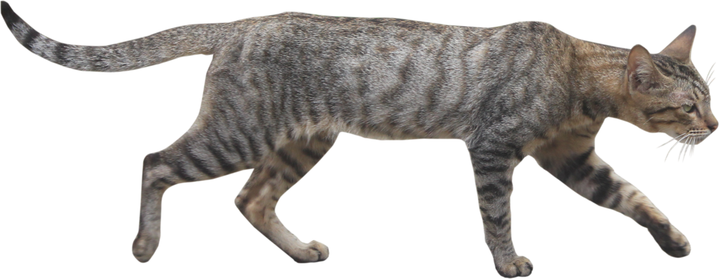 Wildcat Png Page - Wild Cat Png Clipart (1024x398), Png Download