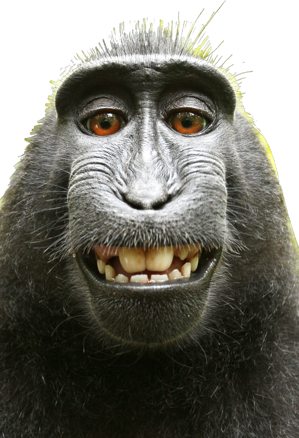 ##monkey #monkeys #funnymonkey #monkyface #selfie - David Slater Monkey Clipart (1024x1498), Png Download