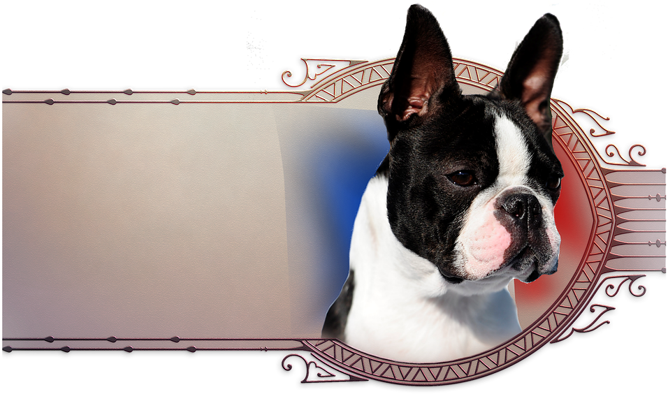 We Wish To Thank Ingrid Weiss Of Chan Chue Kennel In - Boston Terrier Clipart (967x572), Png Download