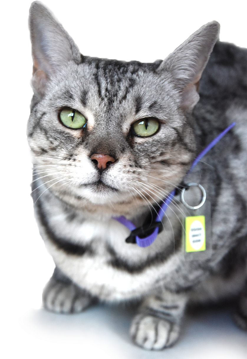 Cat Care - Domestic Short-haired Cat Clipart (837x1255), Png Download