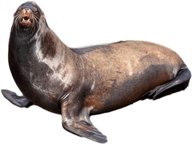 Free Download - Seal Png Clipart (687x514), Png Download