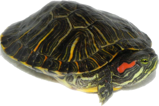 Download Turtle Png Transparent Images Transparent - Water Turtle Transparent Clipart (640x480), Png Download