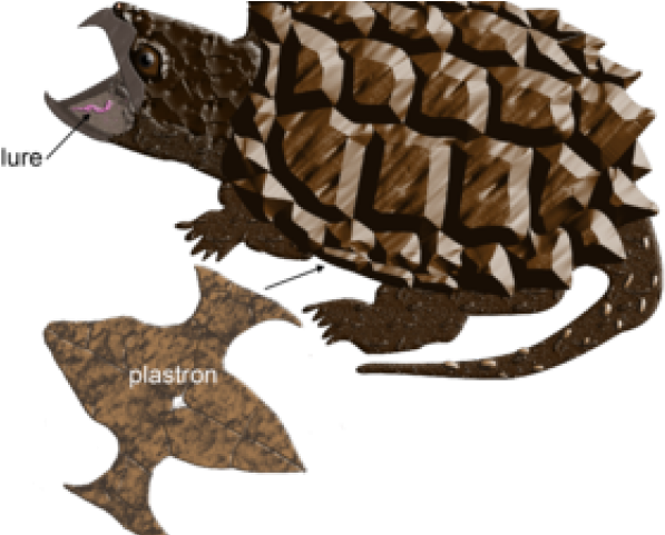 Tortoise Clipart (640x480), Png Download