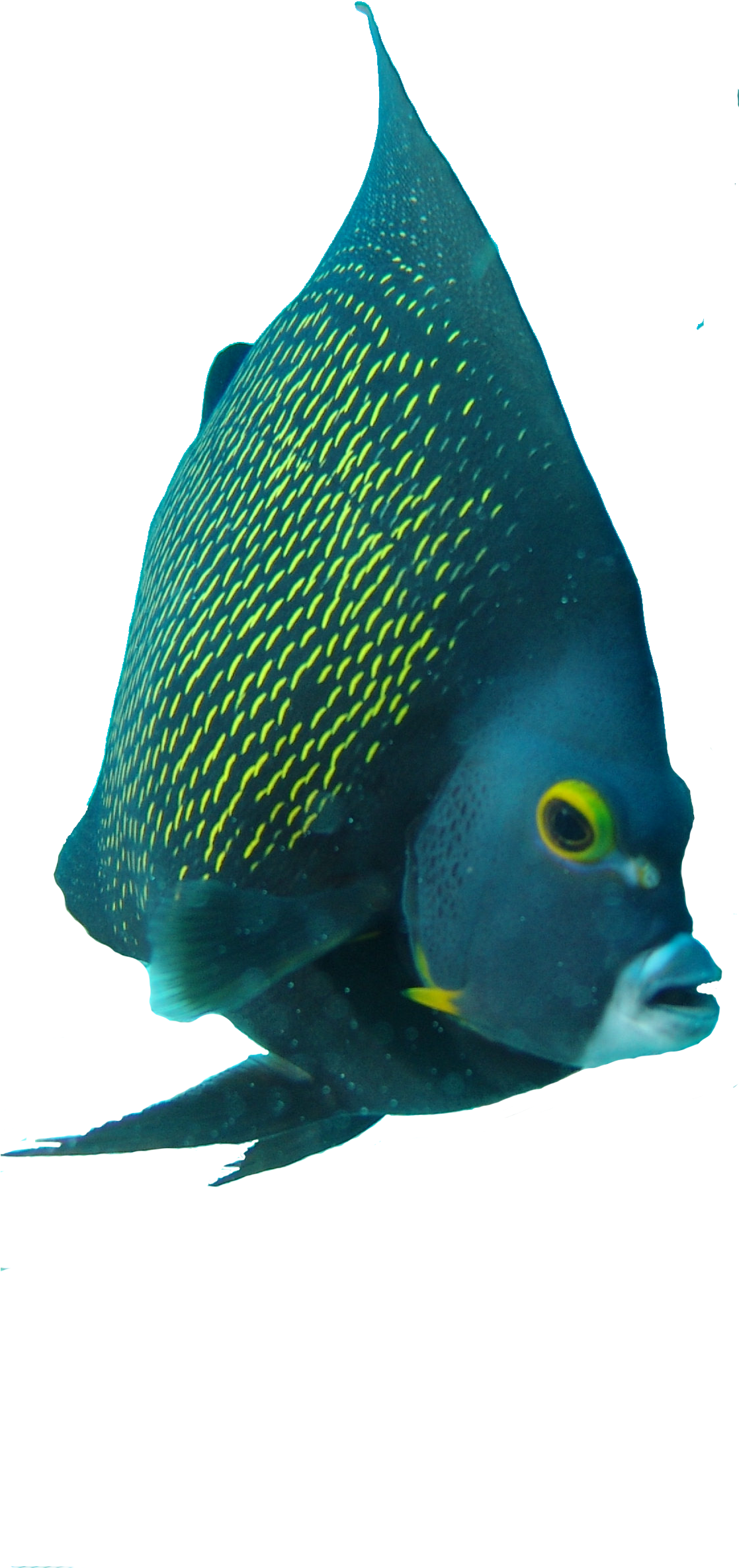 Angelfish - Coral Reef Fish Clipart (1116x2448), Png Download