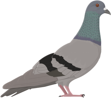 Rock Dove - > - Rock Dove Clipart - Png Download (600x520), Png Download