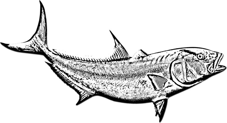 Fish Amberjack Black And White Fish Swimming Fish - Gambar Ikan Hitam Putih Clipart (960x521), Png Download