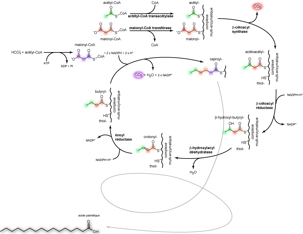 Palmitic Acid Synthesis Fr - Palmitic Acid Synthesis Clipart (1008x781), Png Download