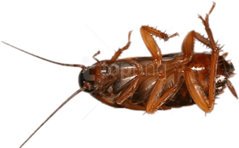 Free Png Download Cockroach On Its Back Png Images - Asian Cockroach Clipart (850x484), Png Download