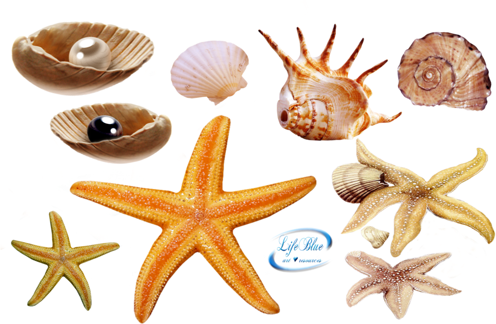 Sea Creatures Png - Real Sea Creatures Png Clipart (1024x656), Png Download