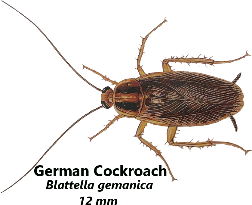German Cockroaches Live In Warm And Damp Places, Like - Cockroach Clipart (1024x754), Png Download
