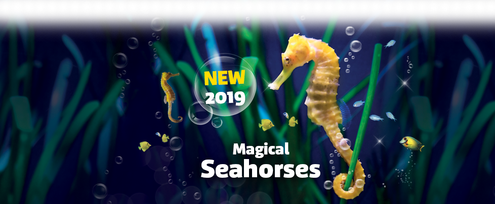 Discover The Aquarium - Northern Seahorse Clipart (978x404), Png Download