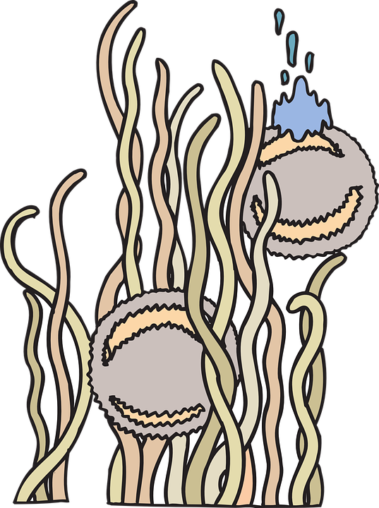 Floating Anemone Creatures Sea Underwater Creature - Gambar Anemon Laut Kartun Clipart (537x720), Png Download