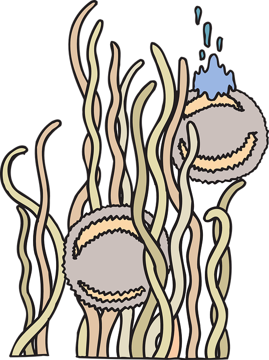 Floating Anemone Creatures Sea Underwater Creature - Gambar Anemon Laut
