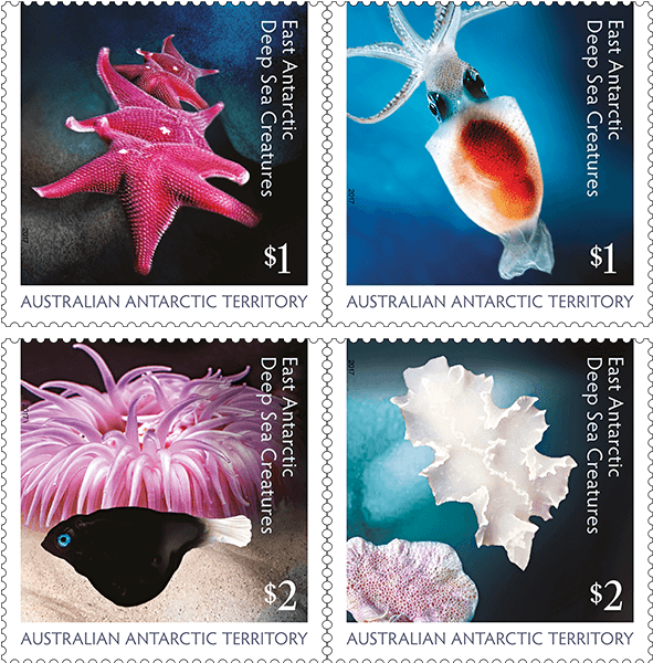 30 Centimetre Sea Spiders, Stingrays And Brittle Starfish - Cattleya Clipart (800x600), Png Download