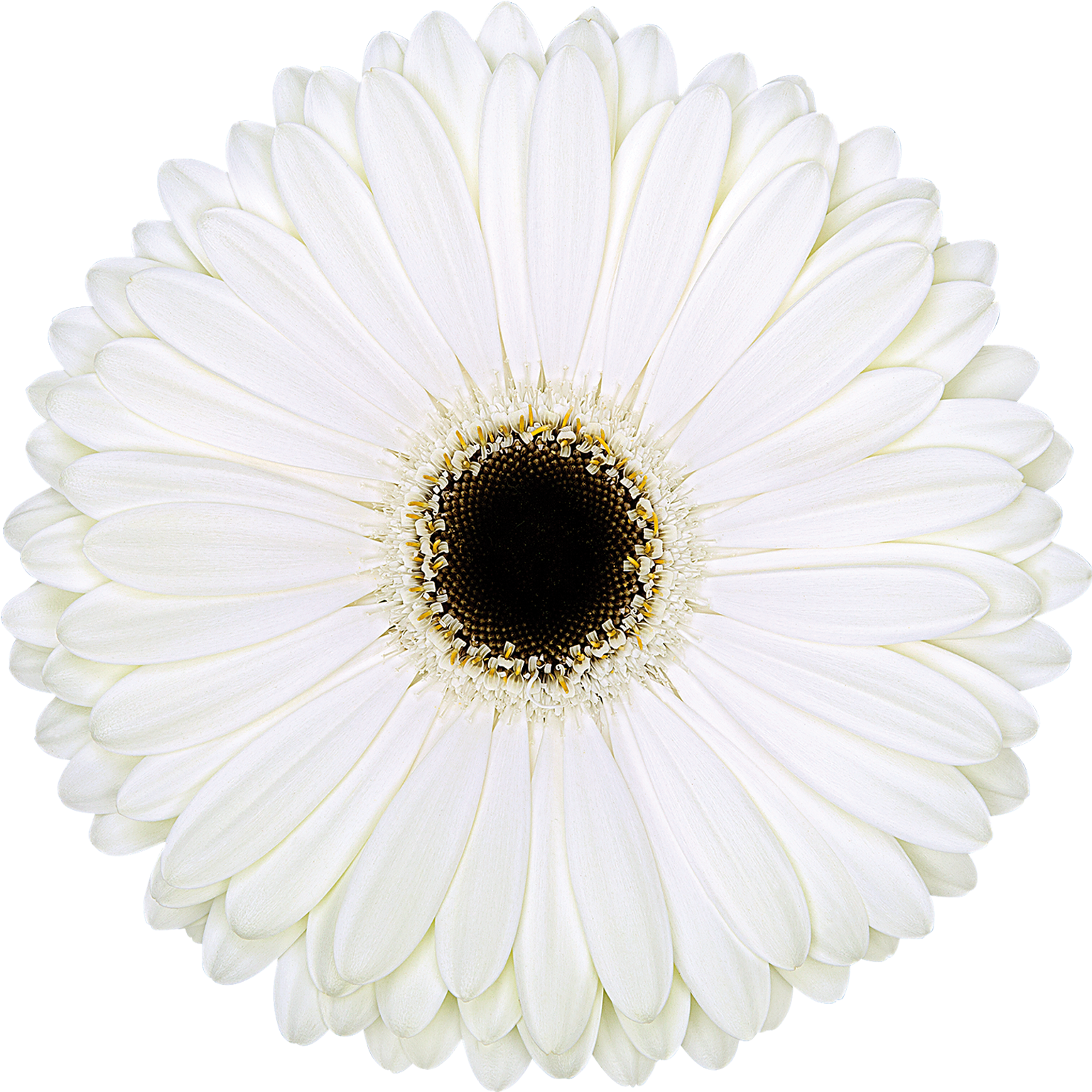 Dice® - Cancel Icon White Clipart (1772x1772), Png Download