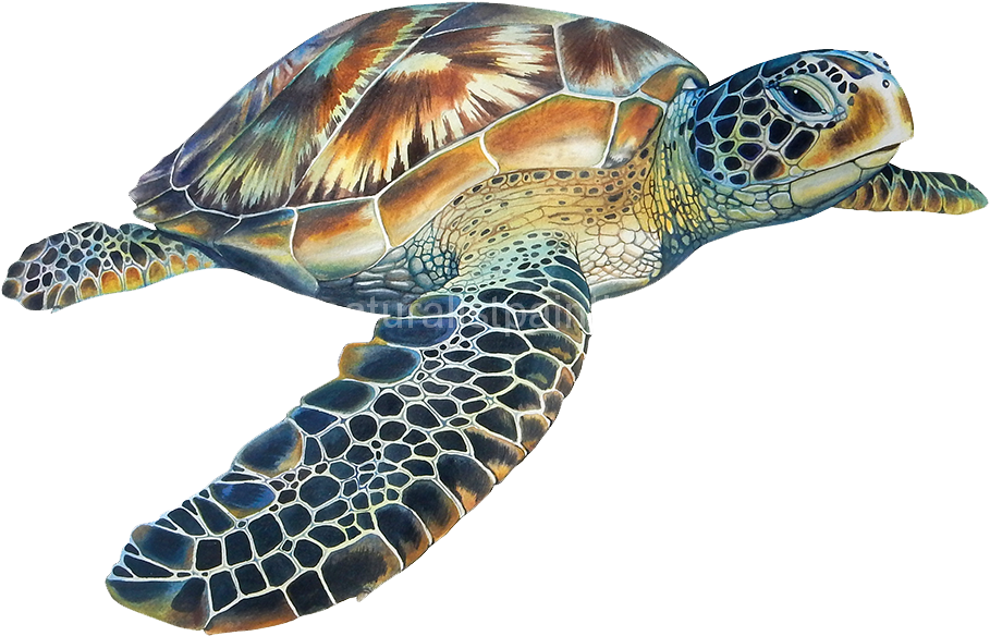 Eretmochelys Imbricata - Ocean Animals With Transparent Background Clipart  - Large Size Png Image - PikPng