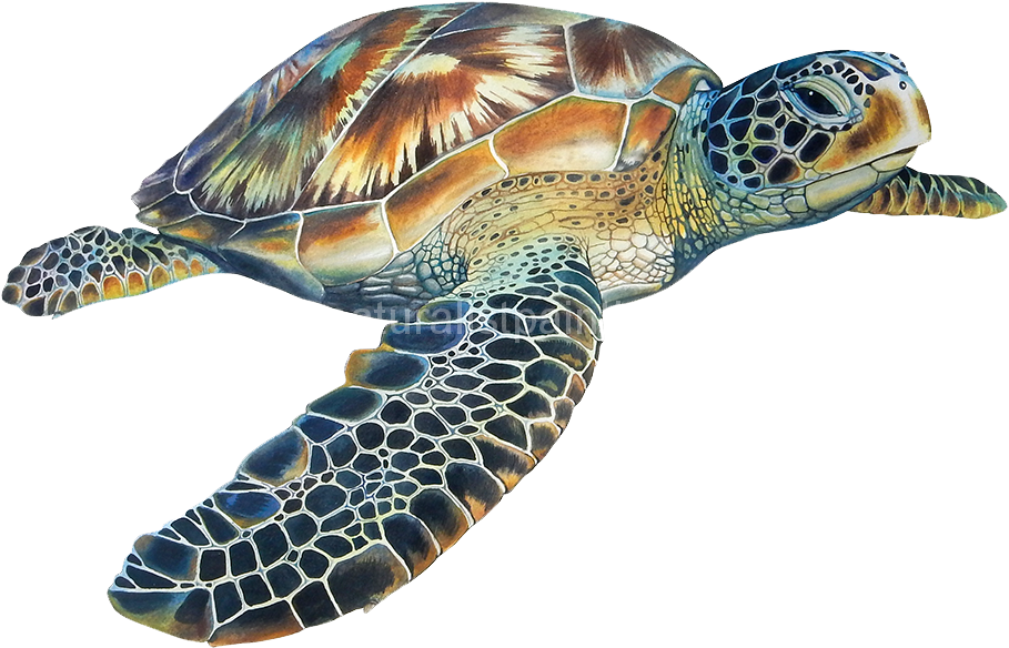 Eretmochelys Imbricata - Ocean Animals With Transparent Background Clipart - Large Size Png Image - PikPng Eretmochelys Imbricata - Ocean Animals With Transparent Background Clipart - Large Size Png Image - PikPng
